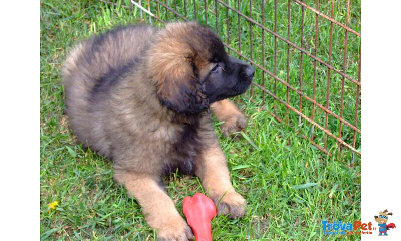 Bellissimi Cuccioli di Loenberger - Foto n. 3