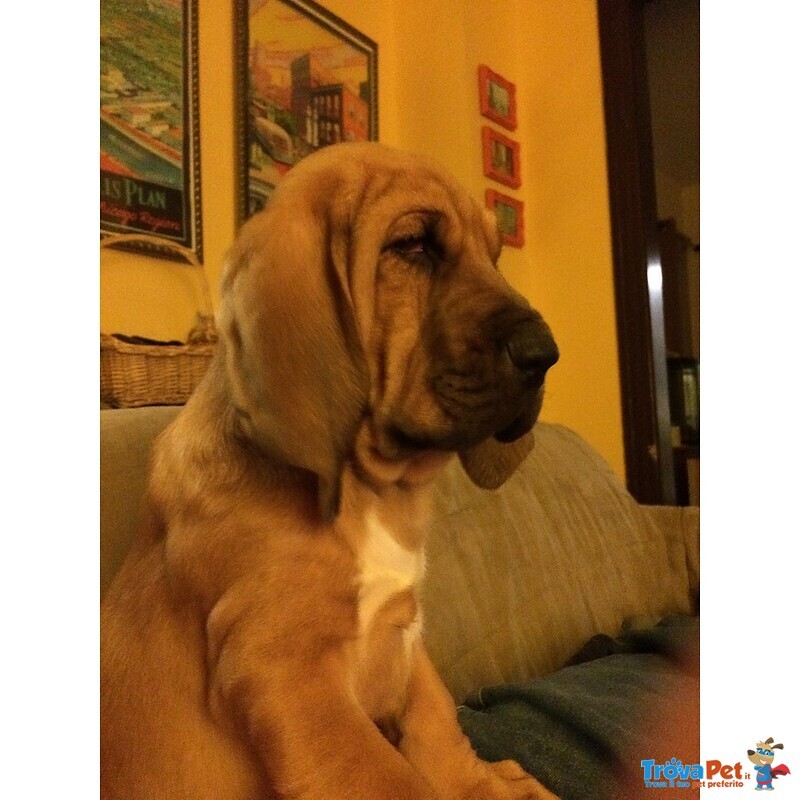 Meravigliosa Cucciolata di Bloodhound - Foto n. 1