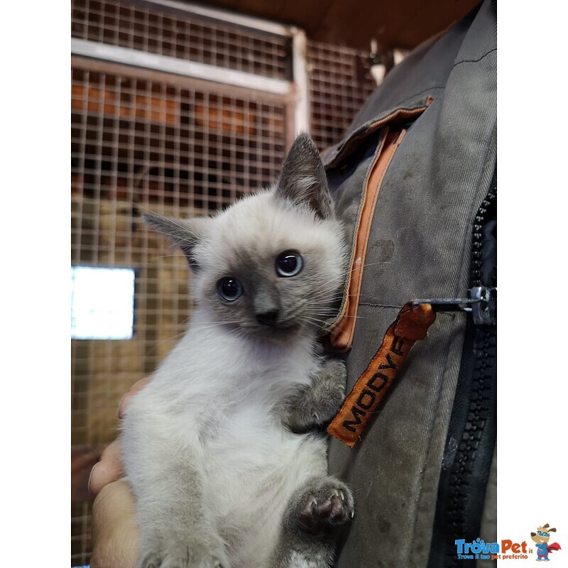 Cuccioli Siamese thai non Orientale - Foto n. 1