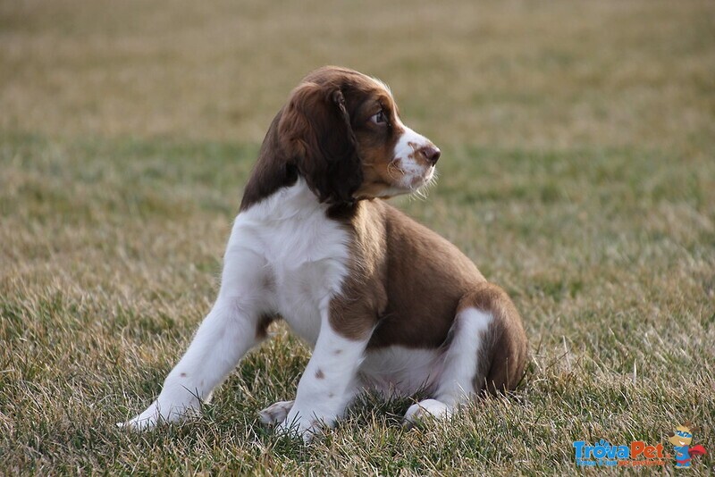 Meravigliosa Cucciolata di Springer Spaniel - Foto n. 1