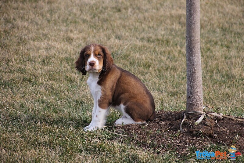 Meravigliosa Cucciolata di Springer Spaniel - Foto n. 2