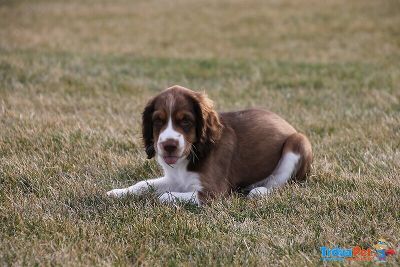 Meravigliosa Cucciolata di Springer Spaniel - Foto n. 4