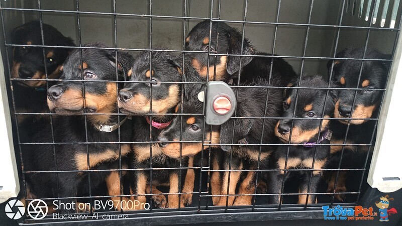 Rottweiler Cuccioli - Foto n. 4