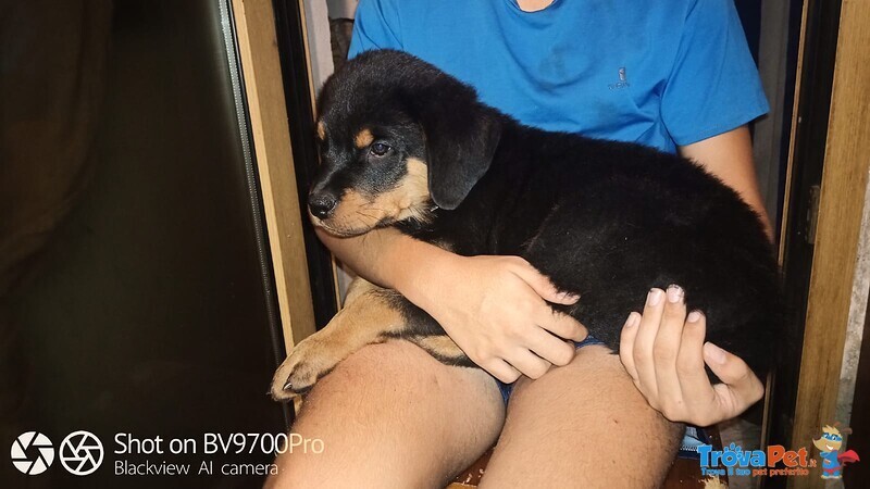 Rottweiler Cuccioli - Foto n. 5