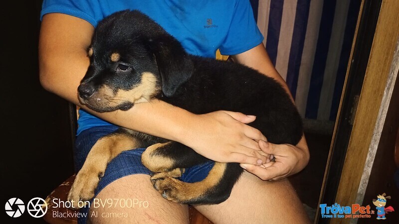 Rottweiler Cuccioli - Foto n. 6