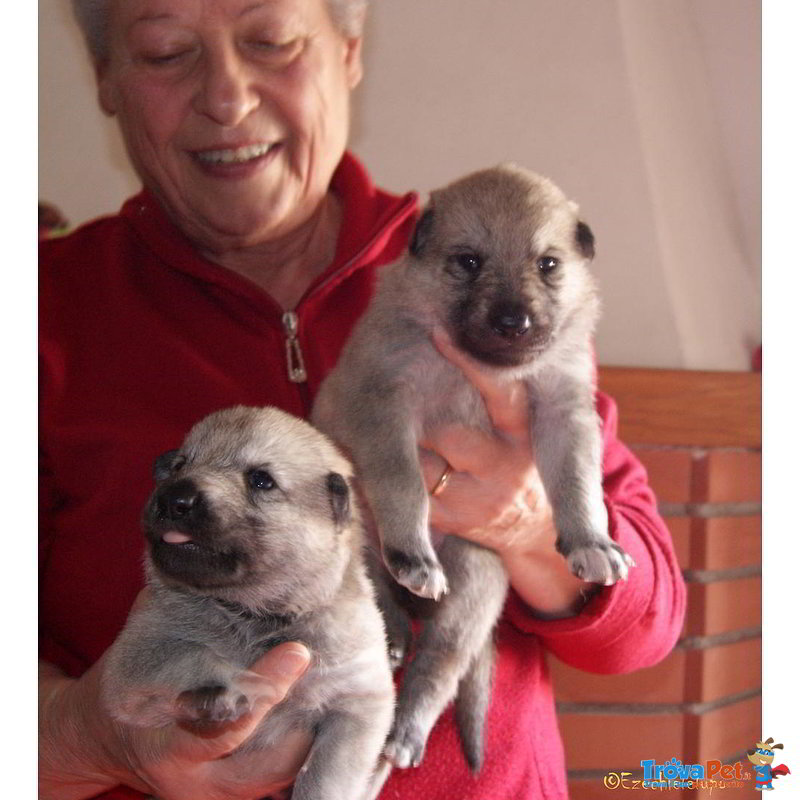 Cuccioli cane lupo Cecoslovacco - Foto n. 2