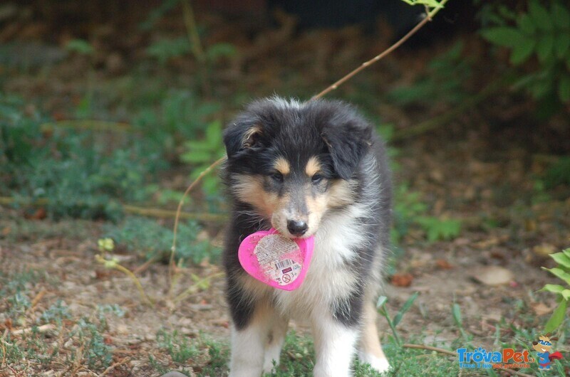 Cuccioli Pastore Scozzese - Foto n. 1