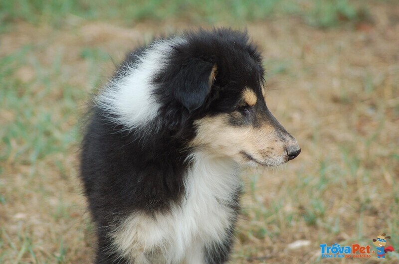 Cuccioli Pastore Scozzese - Foto n. 2