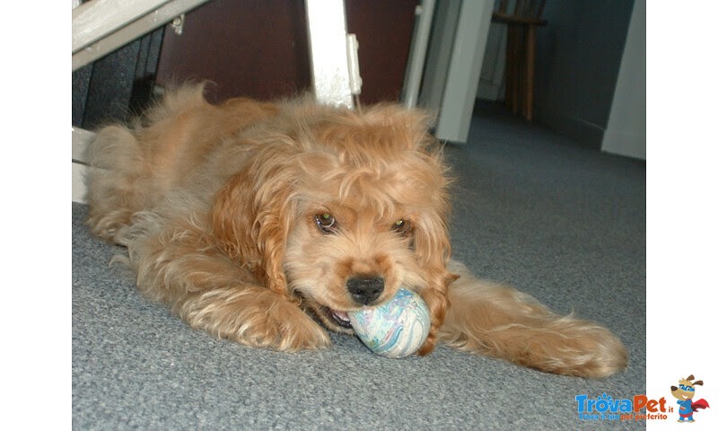 Meravigliosa Cucciolata di Cocker Spaniel - Foto n. 2