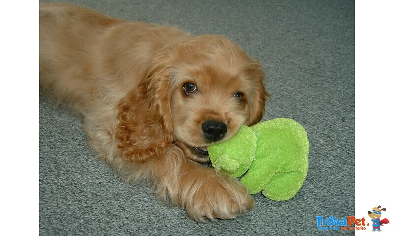 Meravigliosa Cucciolata di Cocker Spaniel - Foto n. 3