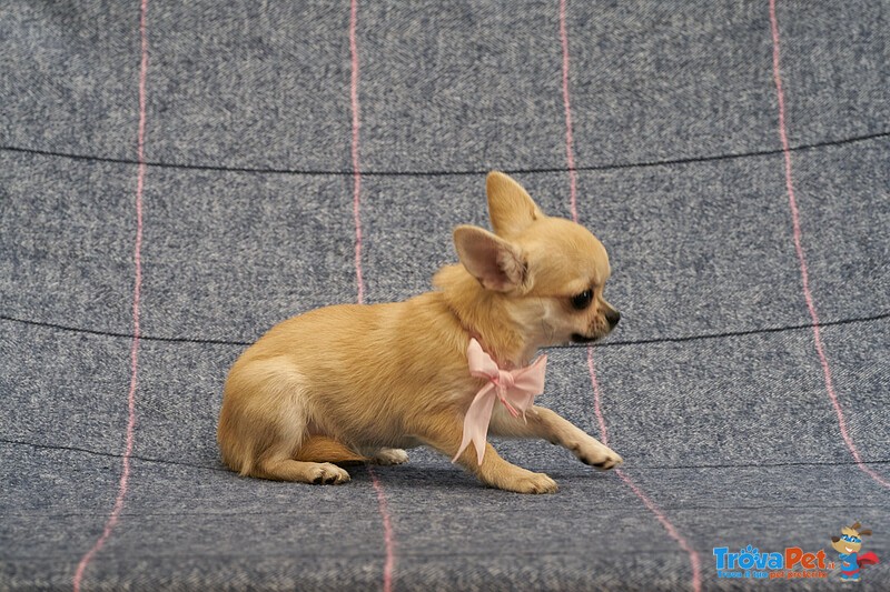 Chihuahua Puppy Female Small size with Pedigree - Foto n. 5