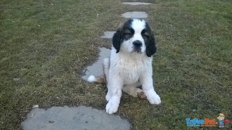 Vendesi Cucciola san Bernardo con Pedegree - Foto n. 3