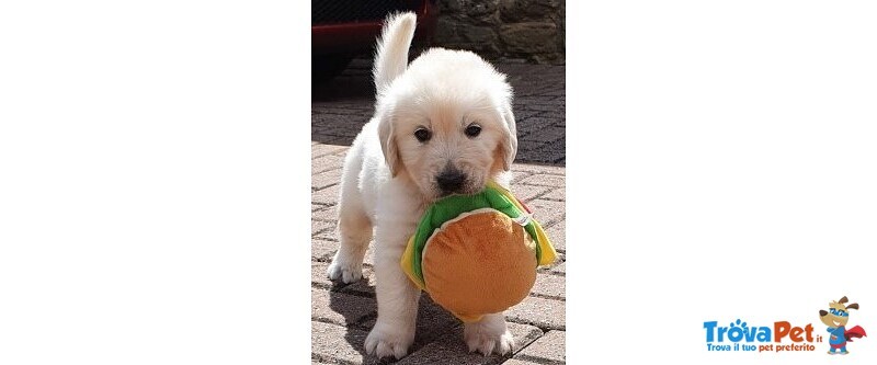 Golden Retriever di 3 Mesi - Foto n. 1