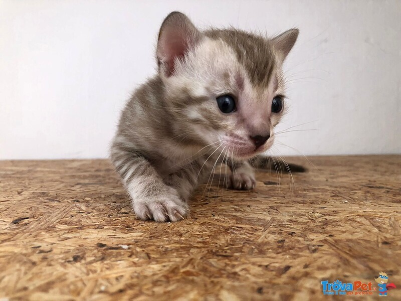 Bengal Mink/charcoal - Foto n. 3