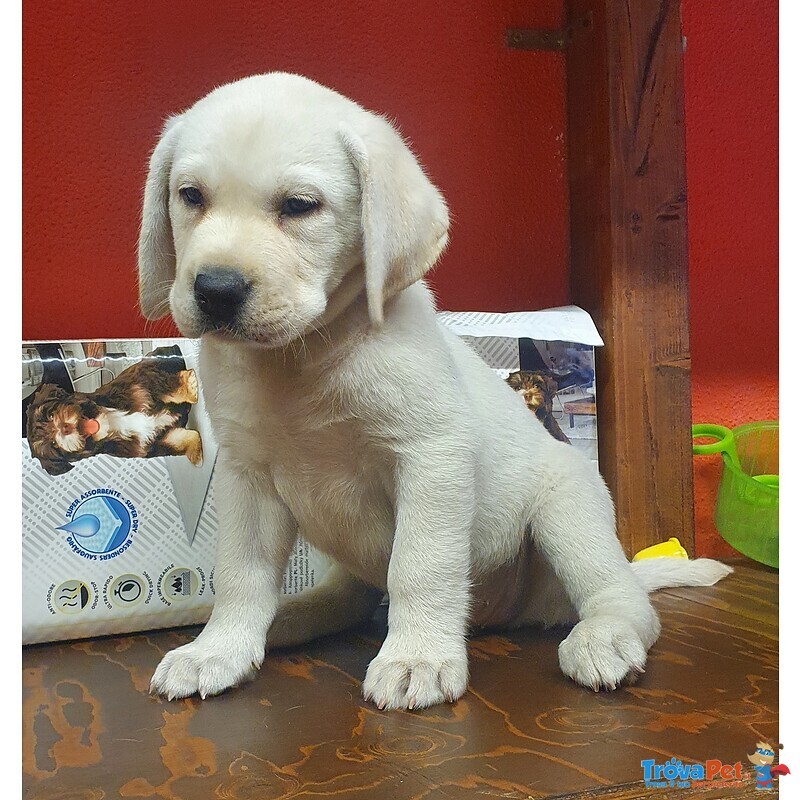 Labrador Cuccioli M/f - Foto n. 1