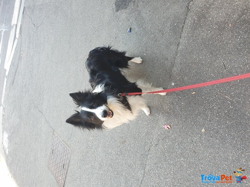 Border Collie Maschio per Accoppiamento, no Pedigree - Foto n. 3