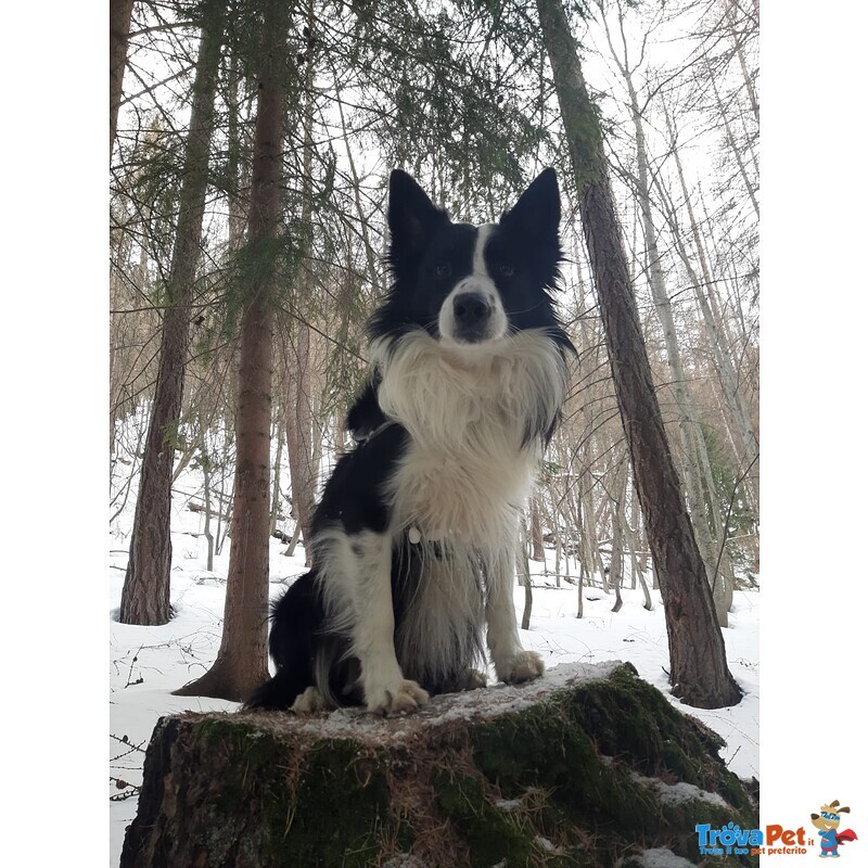 Border Collie Maschio per Accoppiamento, no Pedigree - Foto n. 5