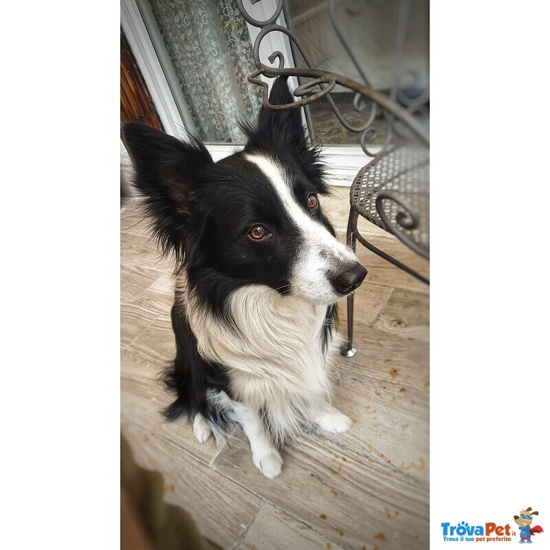 Border Collie Maschio per Accoppiamento, no Pedigree - Foto n. 1