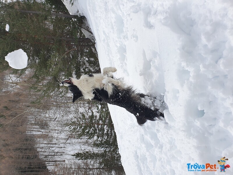 Border Collie Maschio per Accoppiamento, no Pedigree - Foto n. 7