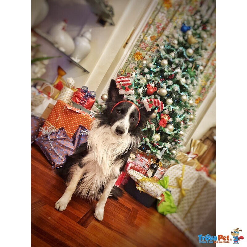 Border Collie Maschio per Accoppiamento, no Pedigree - Foto n. 8