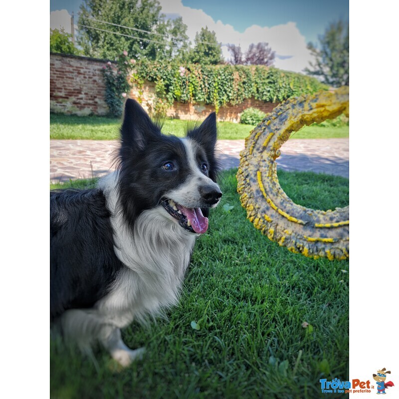 Border Collie Maschio per Accoppiamento, no Pedigree - Foto n. 9