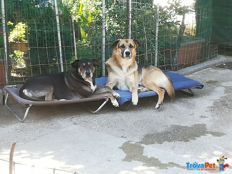 Sventy e Lupo, Adozione di Coppia, sono Inseparabili! Leggete la Storia! - Foto n. 1