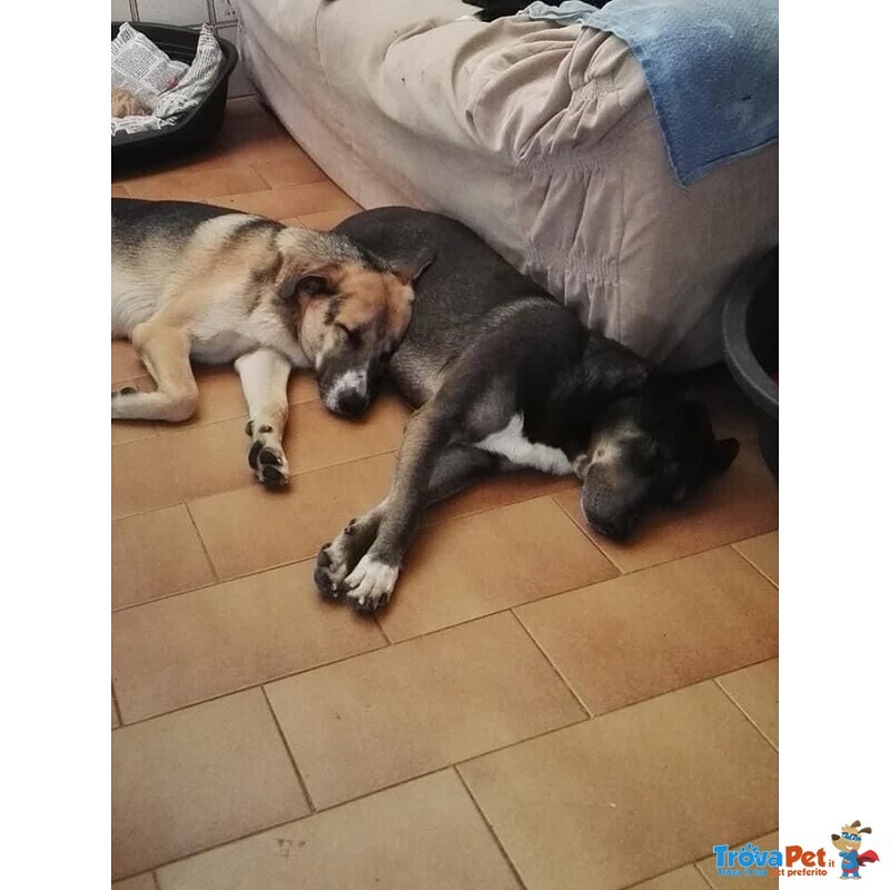 Sventy e Lupo, Adozione di Coppia, sono Inseparabili! Leggete la Storia! - Foto n. 5