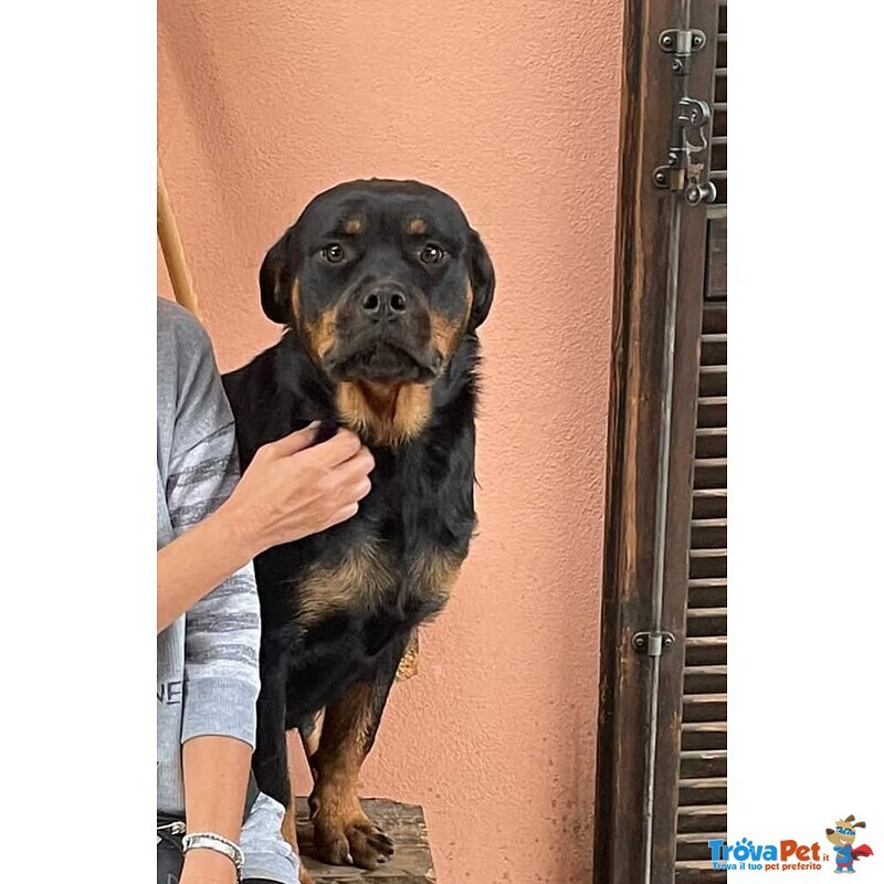 Nikita, Rottweiler Dolcissima Cerca Casa! - Foto n. 1