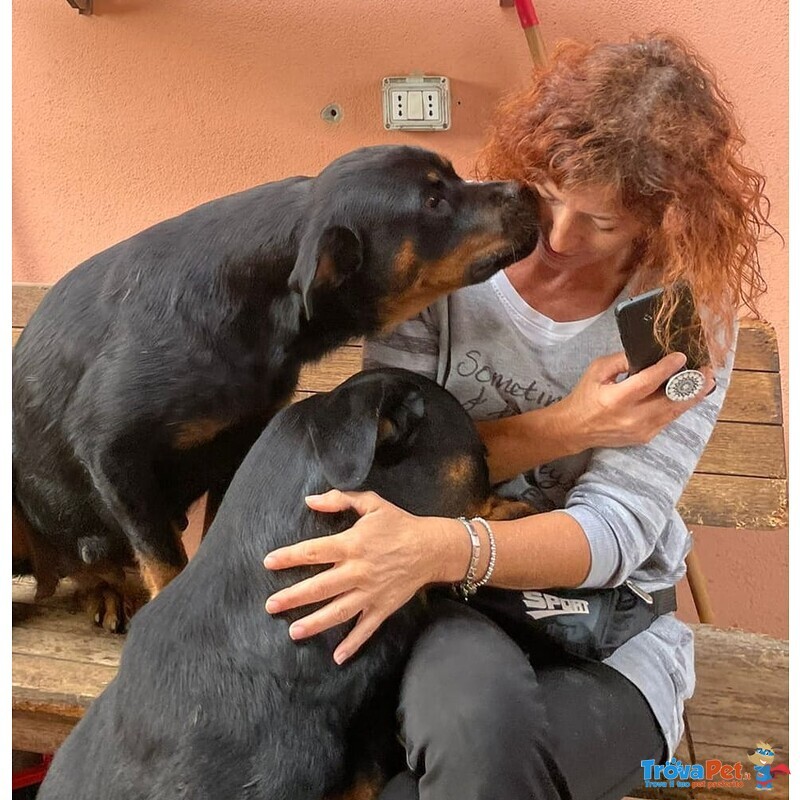 Nikita, Rottweiler Dolcissima Cerca Casa! - Foto n. 2