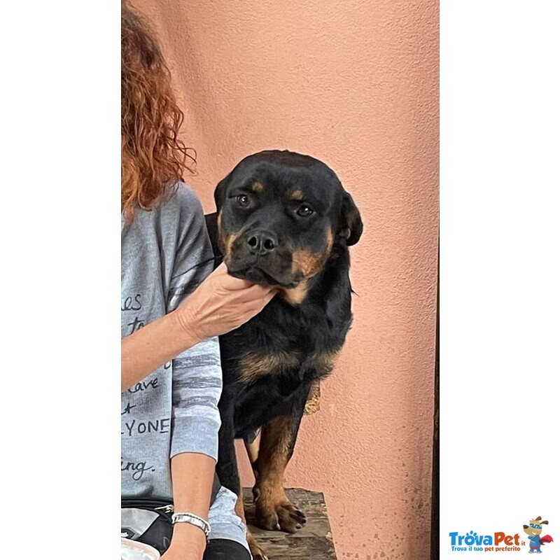 Nikita, Rottweiler Dolcissima Cerca Casa! - Foto n. 3