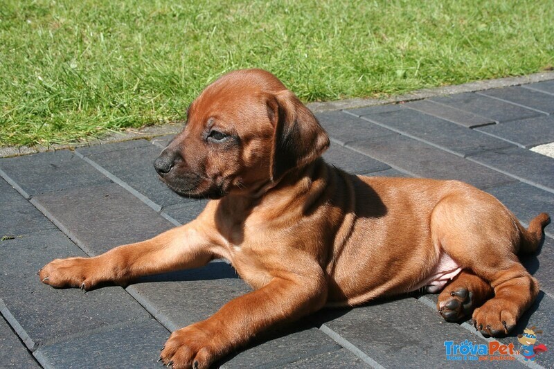 Splendidi Cuccioli di Boxer con Pedigree - Foto n. 2