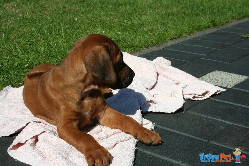 Splendidi Cuccioli di Boxer con Pedigree - Foto n. 4