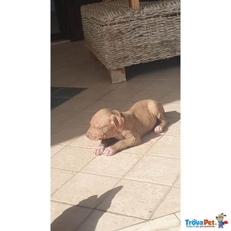 Pitbull red Nose - Foto n. 3