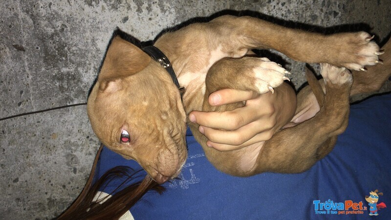 Pitbull red Nose - Foto n. 4