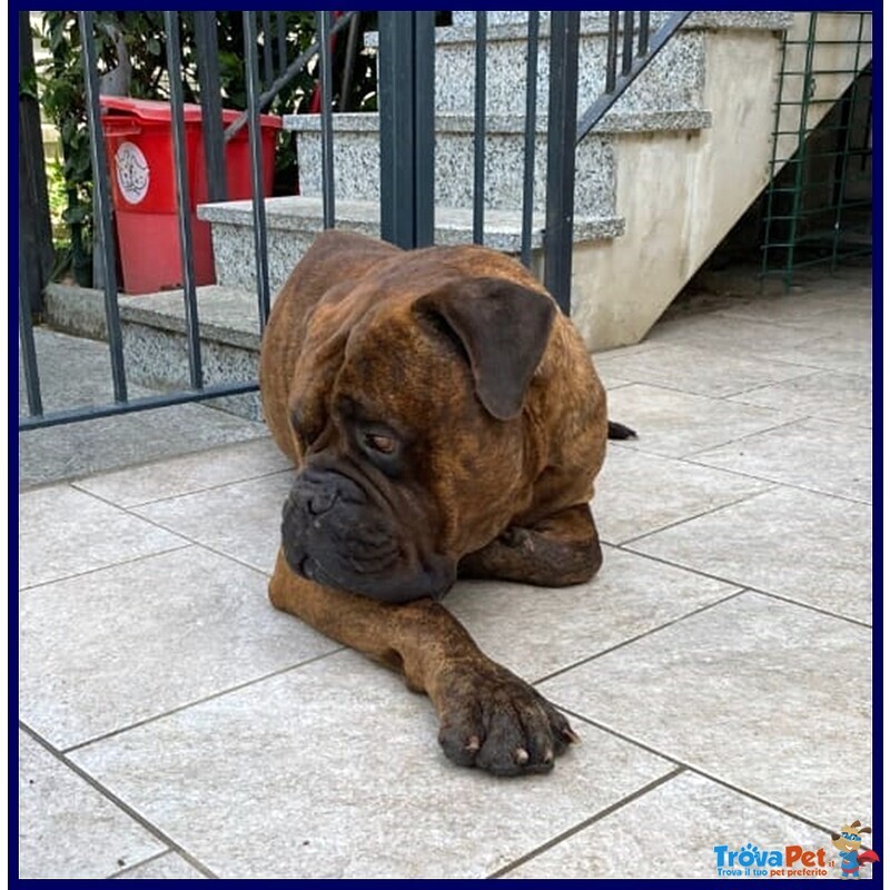 Ben Splendido Bullmastiff 5 anni Favoloso con le Persone - Foto n. 2