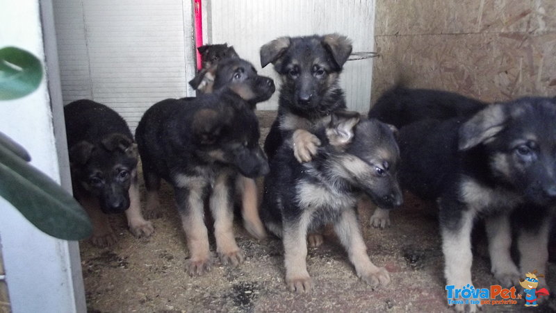 Vendita Cuccioli Pastore Tedesco - Foto n. 1