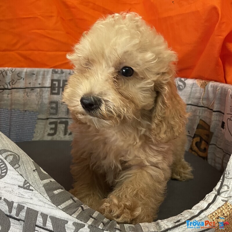 Cucciolo di Barboncino Albicocca Maschio - Foto n. 2