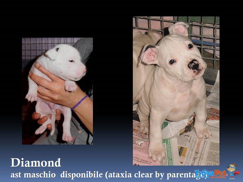 American Staffordshire Terrier Cuccioli Pedigree Enci - Foto n. 1