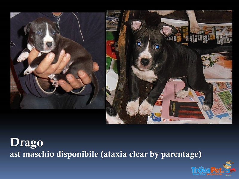 American Staffordshire Terrier Cuccioli Pedigree Enci - Foto n. 2