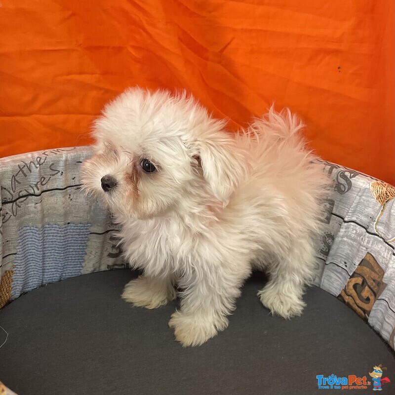 Cucciola di Maltese Bianco Femmina - Foto n. 3