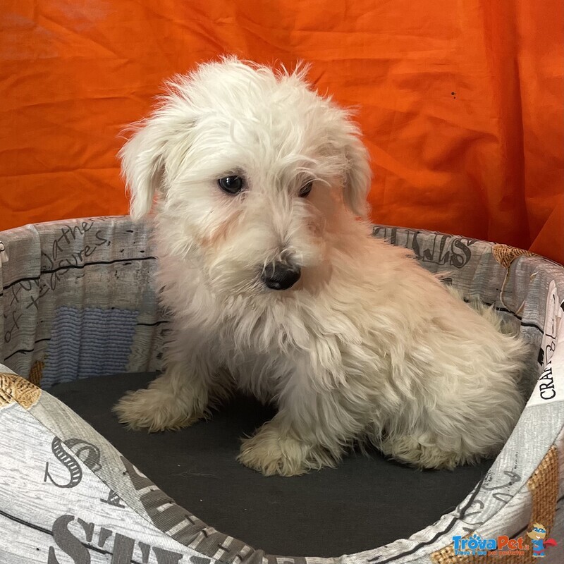 Cucciolo di west Highland White Terrier Maschio - Foto n. 3