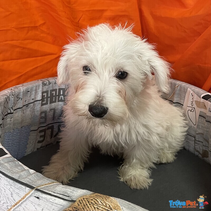 Cucciolo di west Highland White Terrier Maschio - Foto n. 4