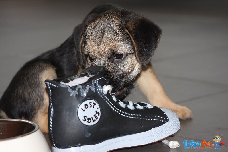 Cuccioli di Border Terrier con Pedigree Enci - Foto n. 2