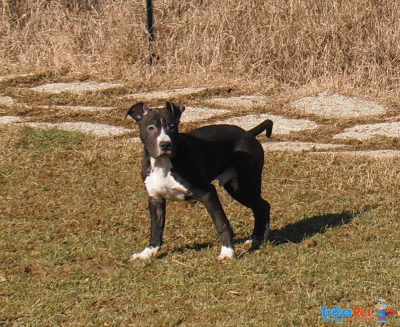 American Staffordshire Terrier Cuccioli Pedigree Enci - Foto n. 7