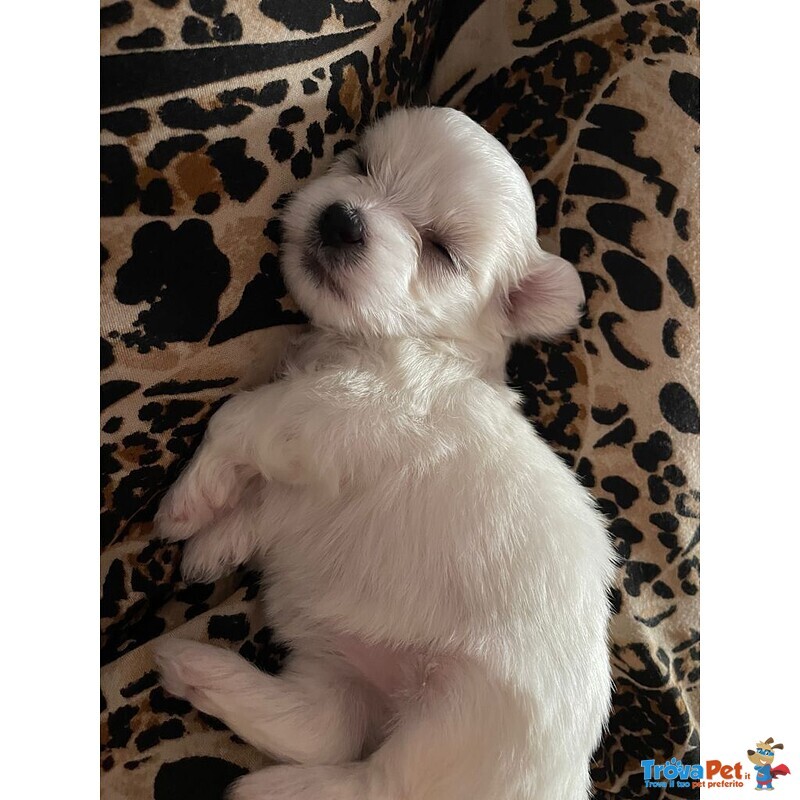 Cuccioli di Maltese - Foto n. 3