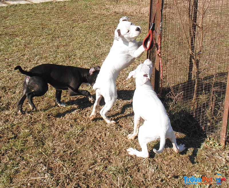 American Staffordshire Terrier Cuccioli Pedigree Enci - Foto n. 8