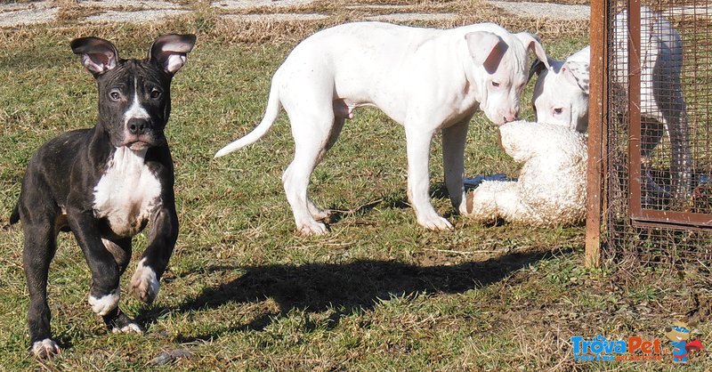 American Staffordshire Terrier Cuccioli Pedigree Enci - Foto n. 9