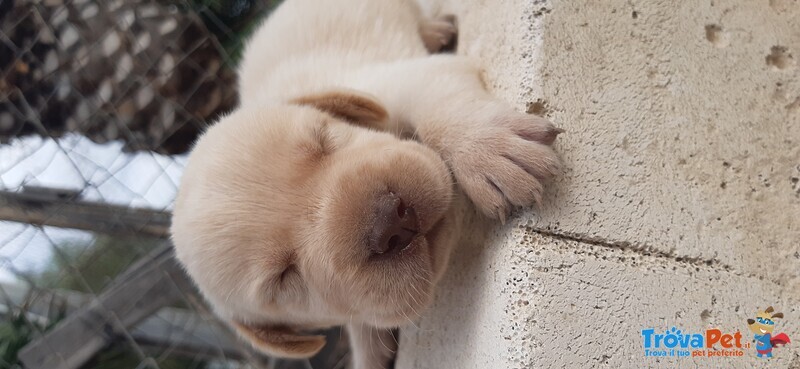 Cuccioli Labrador - Foto n. 1