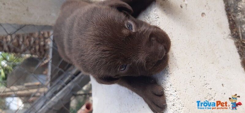 Cuccioli Labrador - Foto n. 3