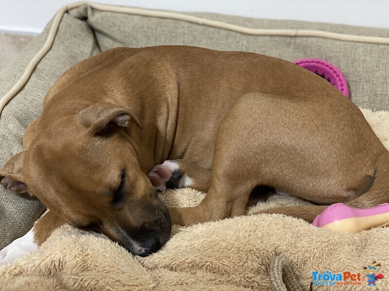 Dolcissima Femmina di Amstaff - Foto n. 7